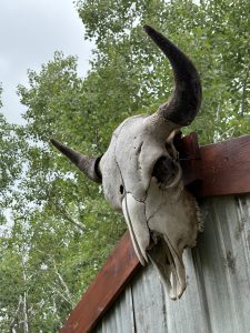 Longhorn - Barn Beats Festival